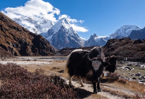 Yak standing on a mountain trail with snowy Kanchenjunga peaks and dramatic Himalayan landscapes in eastern Nepal.