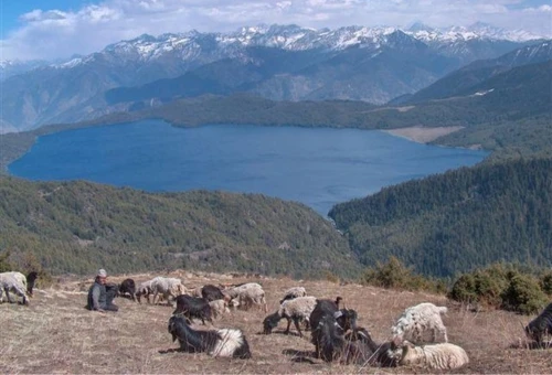 Panoramic thumbnail view of Rara Lake with deep blue water, grazing animals, green forest hills, and snow-capped Himalayan mountains in western Nepal