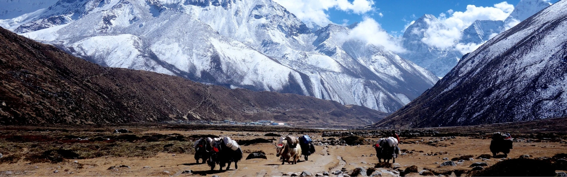 Yak caravans on the trekking trail to Mount Everest in the snowy Himalayan valley