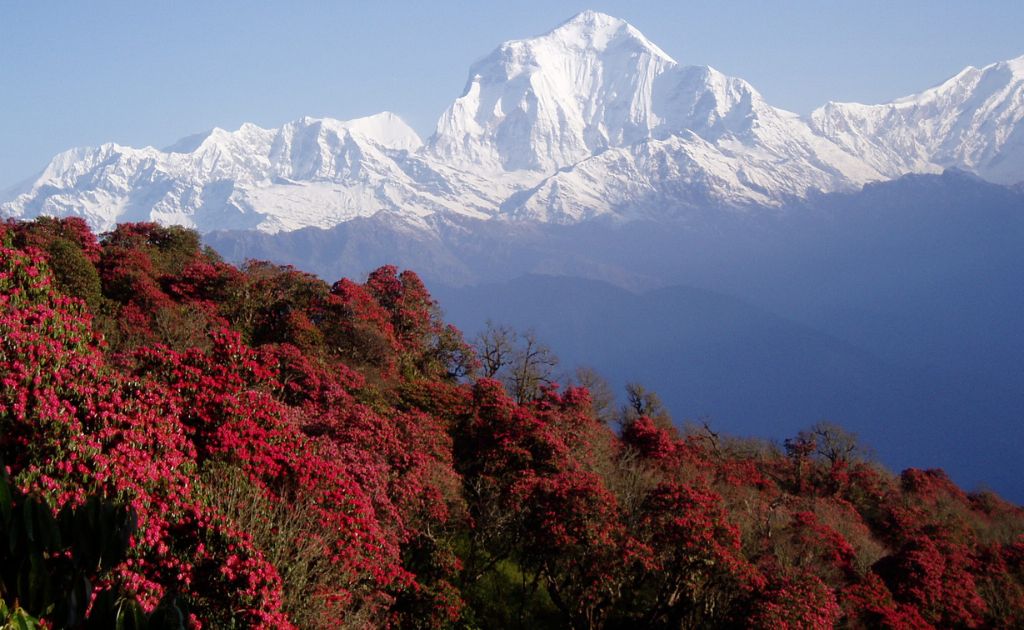 Rhododendron flowers blooming in the Annapurna region