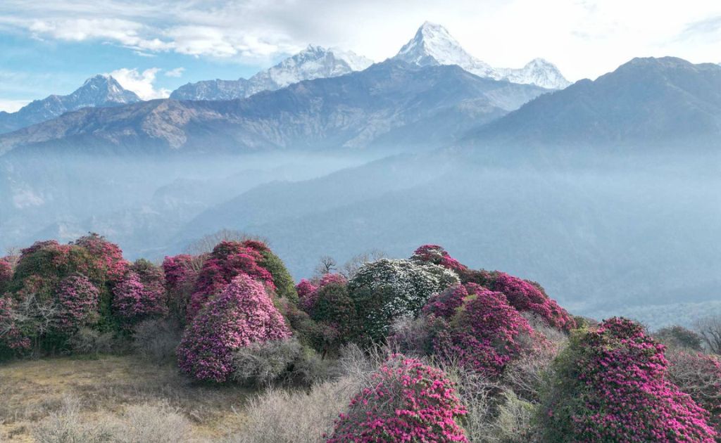 Vibrant red rhododendron flowers along the Annapurna trekking trail
