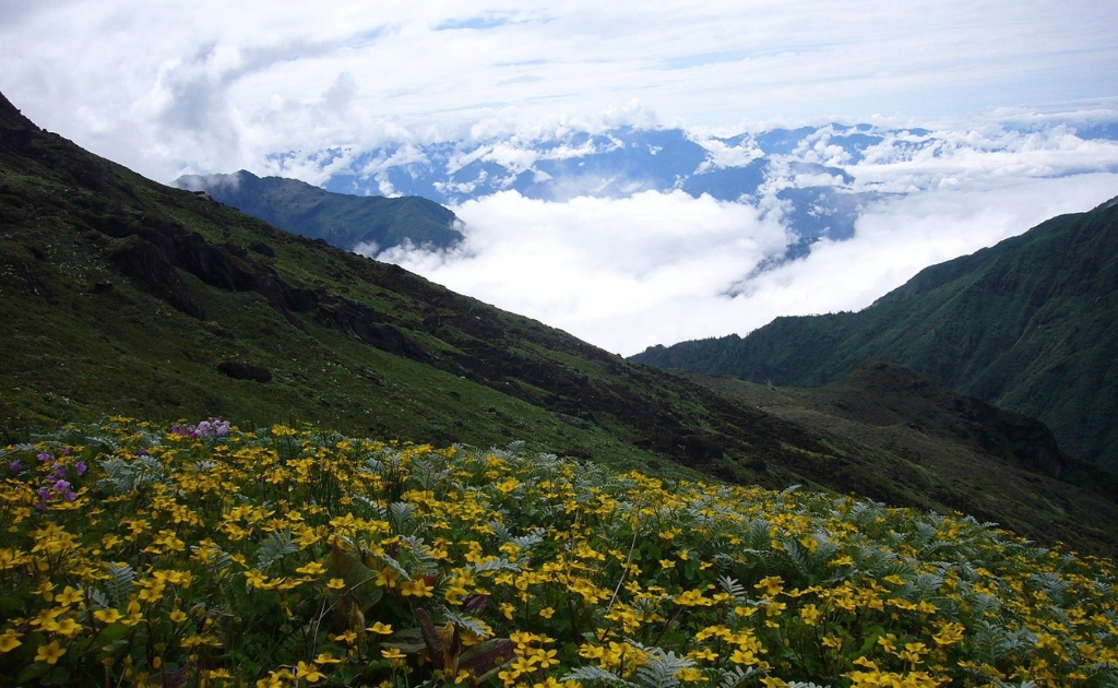 Wildflowers blooming on green hills during monsoon season near Makalu Base Camp with clouds covering the Himalayan valleys