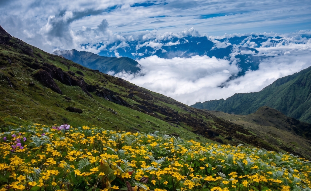 Wildflowers blooming across green hills with clouds and mountain landscapes along the Makalu trekking region in eastern Nepal.