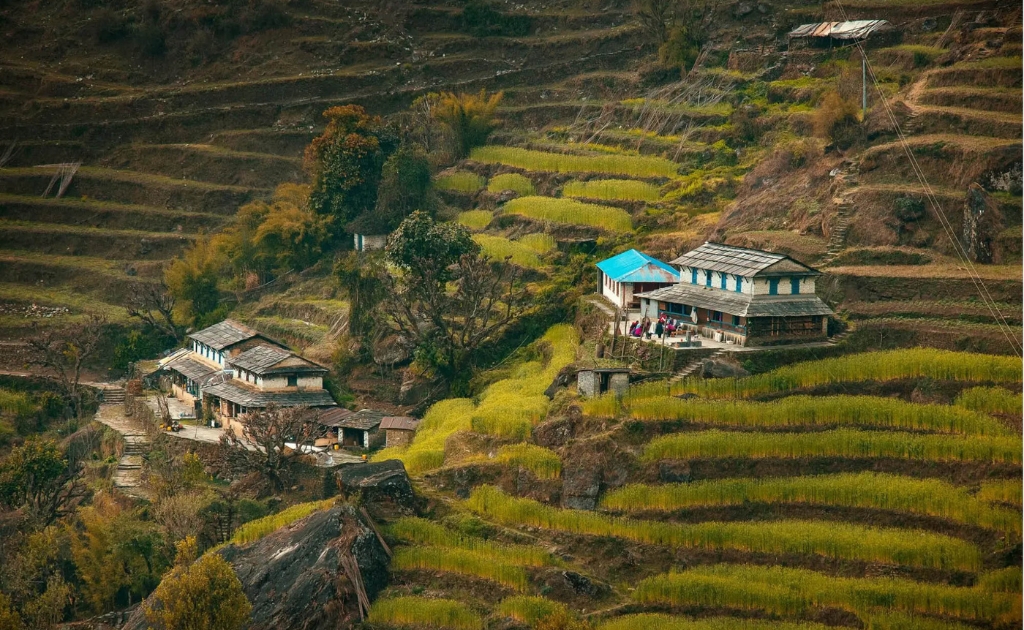 Traditional local village with stone houses and terraced fields along the Mardi Himal Trek route in Nepal