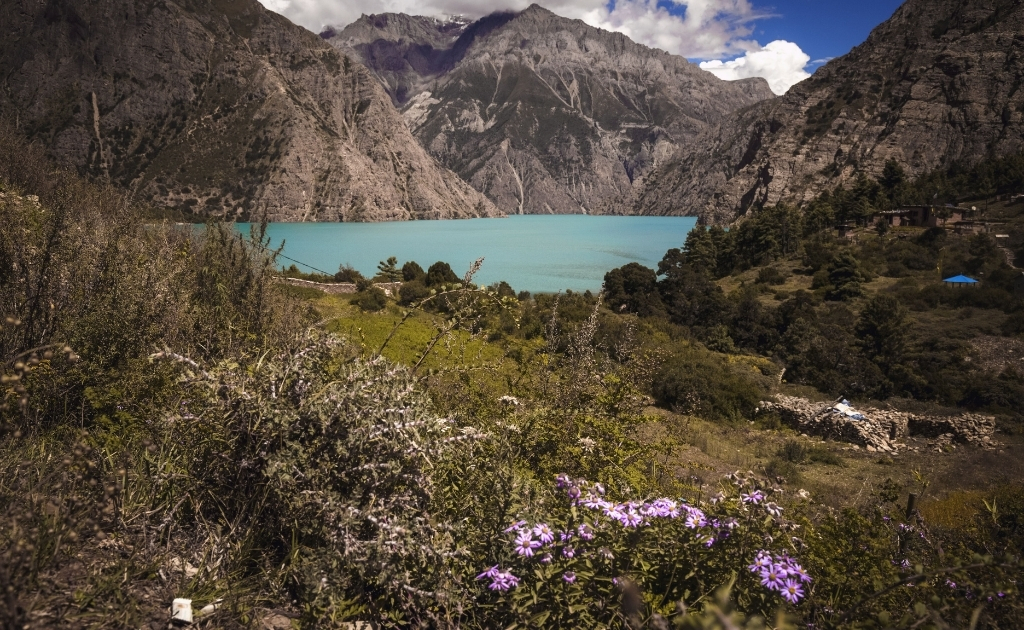 Colorful alpine wildflowers blooming near Shey Phoksundo Lake