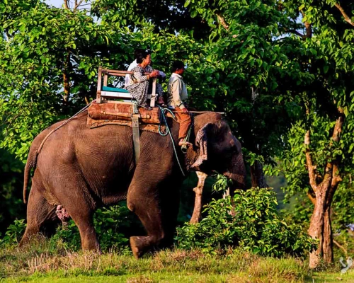 Elephant Riding In Nation