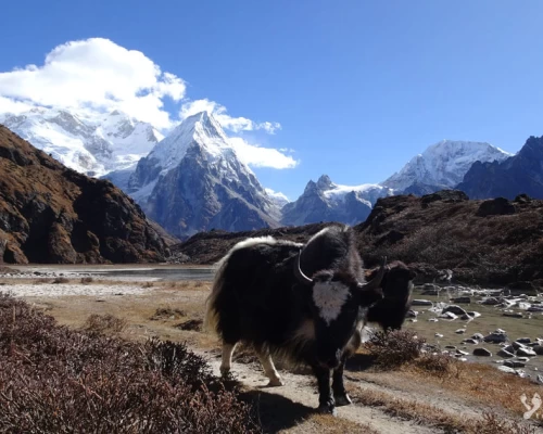 Kanchenjunga Jannu Himal An