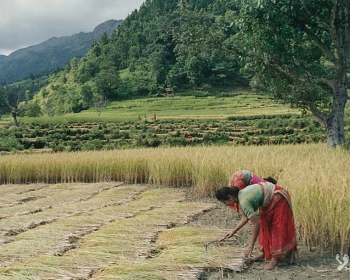 Kanchenjunga Women Harvesti 