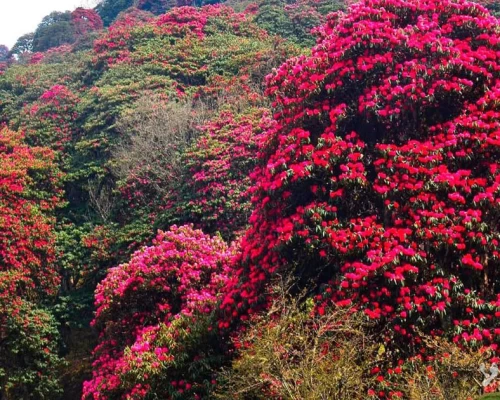 Rhododendron Trek X
