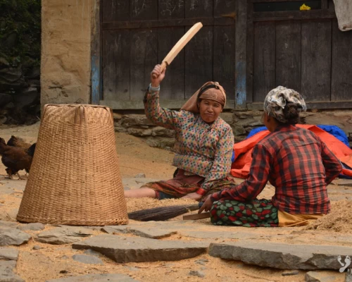 Women Are Bitting The Grain