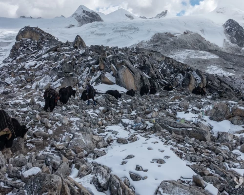 Yak Crossing Lunana Pass 